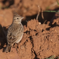 Dzierlatka iberyjska - Galerida theklae - Thekla's Lark