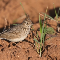 Dzierlatka iberyjska - Galerida theklae - Thekla's Lark