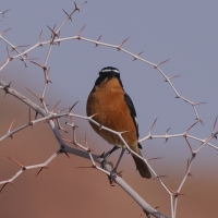 Pleszka algierska - Phoenicurus moussieri - Moussier's Redstart