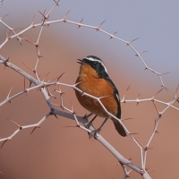 Pleszka algierska - Phoenicurus moussieri - Moussier's Redstart