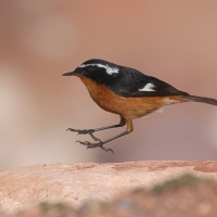 Pleszka algierska - Phoenicurus moussieri - Moussier's Redstart