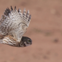 Pójdźka - Athene noctua - Little Owl