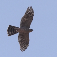 Krogulec - Accipiter nisus - Eurasian Sparrowhawk