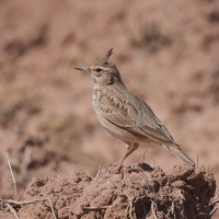 Dzierlatka - Galerida cristata - Crested Lark
