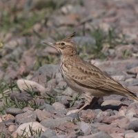 Dzierlatka - Galerida cristata - Crested Lark
