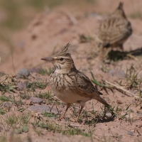 Dzierlatka - Galerida cristata - Crested Lark