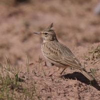 Dzierlatka - Galerida cristata - Crested Lark