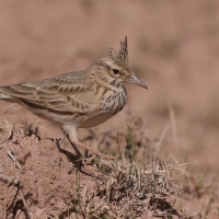 Dzierlatka - Galerida cristata - Crested Lark