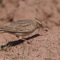 Dzierlatka - Galerida cristata - Crested Lark