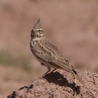 Dzierlatka - Galerida cristata - Crested Lark