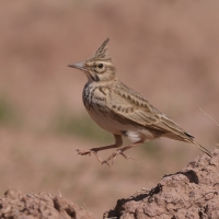 Dzierlatka - Galerida cristata - Crested Lark