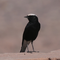 Białorzytka saharyjska - Oenanthe leucopyga - White-crowned Wheatear