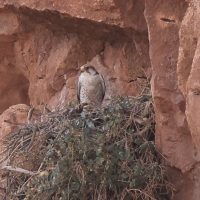 Raróg górski - Falco biarmicus - Lanner Falcon