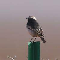 Białorzytka maghrebska - Oenanthe halophila - Western Mourning Wheatear