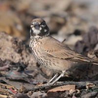 Skowroniak - Ramphocoris clotbey - Thick-billed Lark
