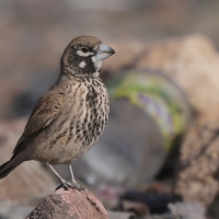 Skowroniak - Ramphocoris clotbey - Thick-billed Lark