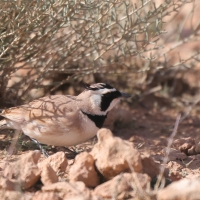 Górniczek mały - Eremophila bilopha - Temminck's Lark