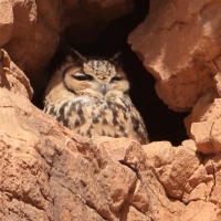 Puchacz pustynny - Bubo ascalaphus - Pharaoh Eagle-Owl 