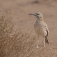 Skowron pustynny - Alaemon alaudipes - Greater Hoopoe-Lark