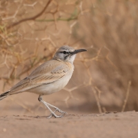 Skowron pustynny - Alaemon alaudipes - Greater Hoopoe-Lark