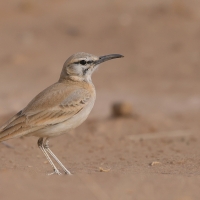 Skowron pustynny - Alaemon alaudipes - Greater Hoopoe-Lark