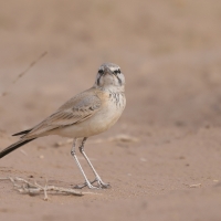 Skowron pustynny - Alaemon alaudipes - Greater Hoopoe-Lark