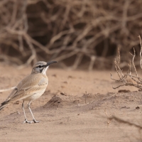Skowron pustynny - Alaemon alaudipes - Greater Hoopoe-Lark