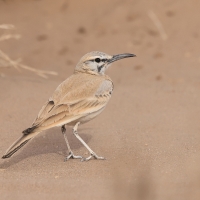 Skowron pustynny - Alaemon alaudipes - Greater Hoopoe-Lark