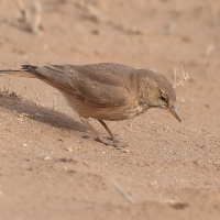 Skowronik piaskowy - Ammomanes deserti - Desert Lark