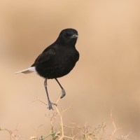 Białorzytka saharyjska - Oenanthe leucopyga - White-crowned Wheatear