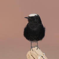 Białorzytka saharyjska - Oenanthe leucopyga - White-crowned Wheatear