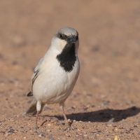 Wróbel pustynny - Passer simplex - Desert Sparrow