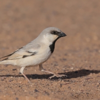 Wróbel pustynny - Passer simplex - Desert Sparrow