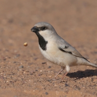 Wróbel pustynny - Passer simplex - Desert Sparrow