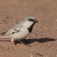 Wróbel pustynny - Passer simplex - Desert Sparrow