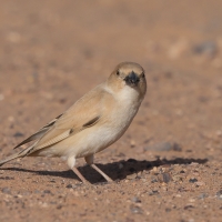 Wróbel pustynny - Passer simplex - Desert Sparrow