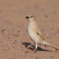Wróbel pustynny - Passer simplex - Desert Sparrow