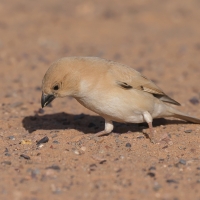 Wróbel pustynny - Passer simplex - Desert Sparrow