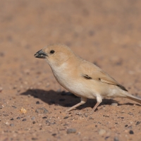 Wróbel pustynny - Passer simplex - Desert Sparrow