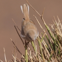 Pokrzewka saharyjska - Curruca deserti - African Desert Warbler