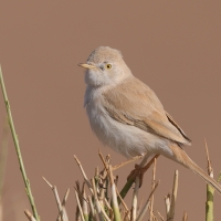 Pokrzewka saharyjska - Curruca deserti - African Desert Warbler