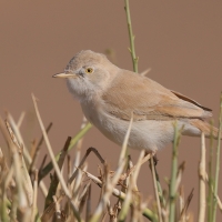 Pokrzewka saharyjska - Curruca deserti - African Desert Warbler