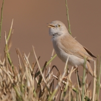 Pokrzewka saharyjska - Curruca deserti - African Desert Warbler