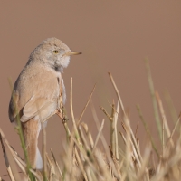 Pokrzewka saharyjska - Curruca deserti - African Desert Warbler
