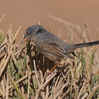 Pokrzewka algierska - Curruca deserticola - Tristram's Warbler