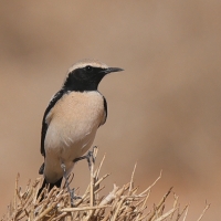 Białorzytka pustynna - Oenanthe deserti - Desert Wheatear