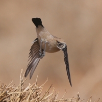 Białorzytka pustynna - Oenanthe deserti - Desert Wheatear