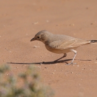 Skowronik rudawy - Ammomanes cinctura - Bar-tailed Lark