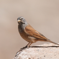 Trznadel saharyjski - Emberiza sahari - House Bunting