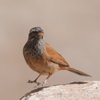 Trznadel saharyjski - Emberiza sahari - House Bunting